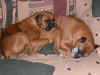 Sassy and Ginger snoozing