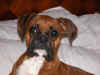 Ginger; just too cute