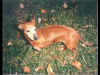The "original" Ginger, a Dachshund, about 1983