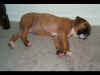 Ginger about 6 weeks old; her first night home