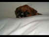 Another adorable picture of Ginger