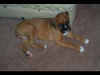 Look at how long Ginger's legs are...
