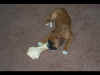 Ginger gnawing on a rawhide bone that is as big as she is