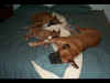 All three dogs spread out on my bed