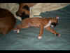 It's tough being a puppy