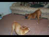Sassy and Ginger determining who is going to be dominant