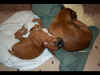 Hard to catch Ginger by surprise