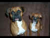 Cosmo and Ginger