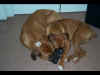 Ginger and Cosmo