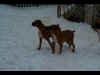 Sassy and Ginger, snowstorm January 2002