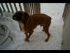Cosmo, snowstorm January 2002